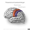 Neuroanatomy- lateral cortex (diagrams) (Radiopaedia 46670-51313 J 1).png