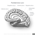 Neuroanatomy- medial cortex (diagrams) (Radiopaedia 47208-58969 E 2).png
