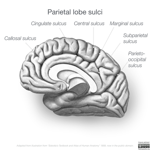 File:Neuroanatomy- medial cortex (diagrams) (Radiopaedia 47208-58969 E 2).png