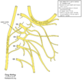 Cervical plexus (diagram) (Radiopaedia 37804-39723 F 1).png