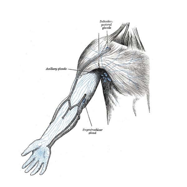 File:Lymphatics of the upper limb (Gray's illustration) (Radiopaedia 85253).jpeg