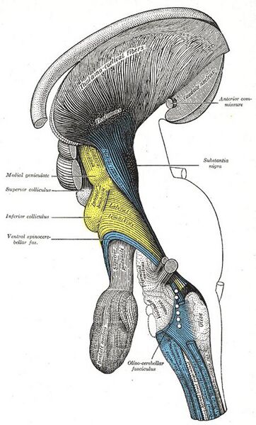File:Brainstem - Gray's anatomy illustration (Radiopaedia 36268-37823 D 1).jpg