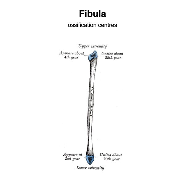 File:Fibula - ossification centers (Gray's illustration) (Radiopaedia 83336).jpeg