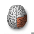 Neuroanatomy- superior cortex (diagrams) (Radiopaedia 59317-66669 Parietal lobe 5).png