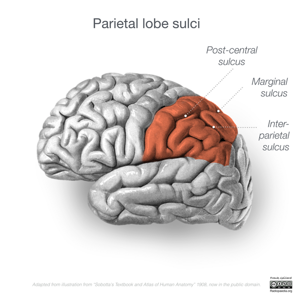 File:Neuroanatomy- lateral cortex (diagrams) (Radiopaedia 46670-51201 Parietal lobe 4).png