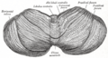 Cerebellum superior surface (Gray's illustration) (Radiopaedia 81790).png