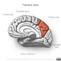 Neuroanatomy- medial cortex (diagrams) (Radiopaedia 47208-51763 Parietal lobe 3).png