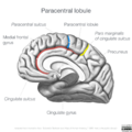 Neuroanatomy- medial cortex (diagrams) (Radiopaedia 47208-52697 Paracentral lobule 2).png