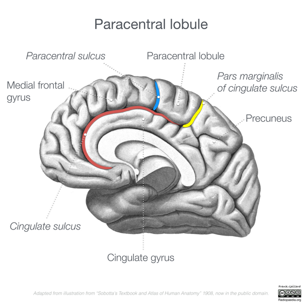 File:Neuroanatomy- medial cortex (diagrams) (Radiopaedia 47208-52697 Paracentral lobule 2).png