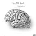 Neuroanatomy- lateral cortex (diagrams) (Radiopaedia 46670-51313 Precentral gyrus 2).png