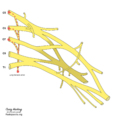 Brachial plexus (diagram) (Radiopaedia 37612-39492 Long thoracic nerve 1).png