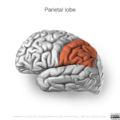 Neuroanatomy- lateral cortex (diagrams) (Radiopaedia 46670-51156 Parietal lobe 2).png