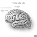 Neuroanatomy- lateral cortex (diagrams) (Radiopaedia 46670-51201 C 6).png