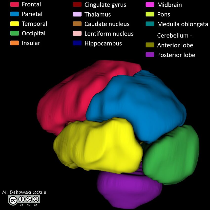 Brain lobes - annotated MRI (Radiopaedia 61691-69700 3D reconstruction 48).JPG