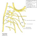 Cervical plexus (diagram) (Radiopaedia 37804-39723 Ansa cervicalis 1).png