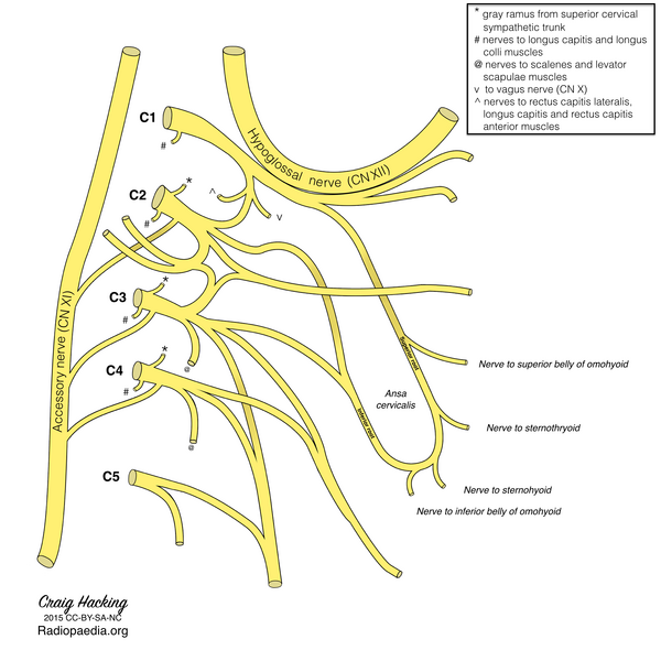 File:Cervical plexus (diagram) (Radiopaedia 37804-39723 Ansa cervicalis 1).png