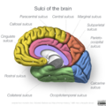 Neuroanatomy- medial cortex (diagrams) (Radiopaedia 47208-58969 Whole brain sulci 2).png