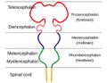 Brainstem embryology - diagram (Radiopaedia 26624).jpg