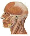 Lateral head anatomy (illustration) (Radiopaedia 35893).jpg