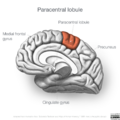 Neuroanatomy- medial cortex (diagrams) (Radiopaedia 47208-52697 Paracentral lobule 4).png