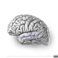 Neuroanatomy- lateral cortex (diagrams) (Radiopaedia 46670-51202 K 4).png