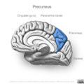 Neuroanatomy- medial cortex (diagrams) (Radiopaedia 47208-52697 Precuneus 2).png