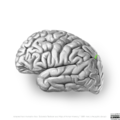 Neuroanatomy- lateral cortex (diagrams) (Radiopaedia 46670-51202 I 5).png