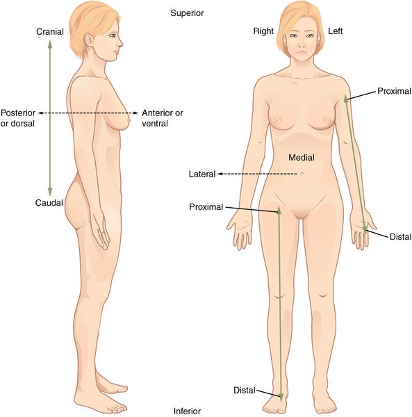 File:Anatomical relations (creative commons illustration) (Radiopaedia 59080).jpg