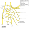 Cervical plexus (diagram) (Radiopaedia 37804-39723 A 1).png
