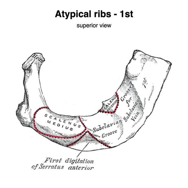 File:Atypical ribs - 1st and 2nd (Gray's illustration) (Radiopaedia 83042-97407 A 1).jpeg