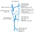 Azygos vein anatomy - Gray's anatomy illustration (Radiopaedia 15553-74275 coronal diagram 1).png