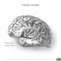 Neuroanatomy- insular cortex (diagrams) (Radiopaedia 46846-51375 G 4).png
