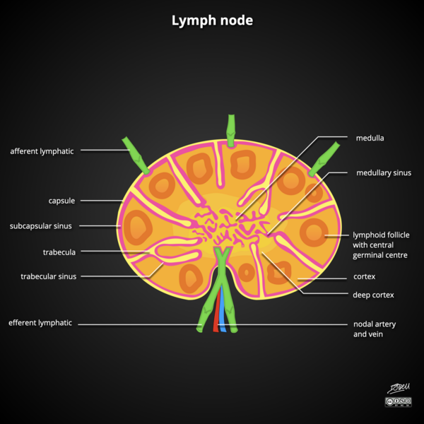 File:Lymph node (Radiopaedia 84962).png
