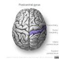 Neuroanatomy- superior cortex (diagrams) (Radiopaedia 59317-66671 Post central gyrus 2).png
