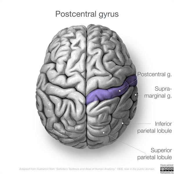 File:Neuroanatomy- superior cortex (diagrams) (Radiopaedia 59317-66671 Post central gyrus 2).png