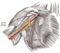 Axillary anatomy (Gray's illustration) (Radiopaedia 55133).png