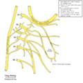Cervical plexus (diagram) (Radiopaedia 37804-39723 I 1).png