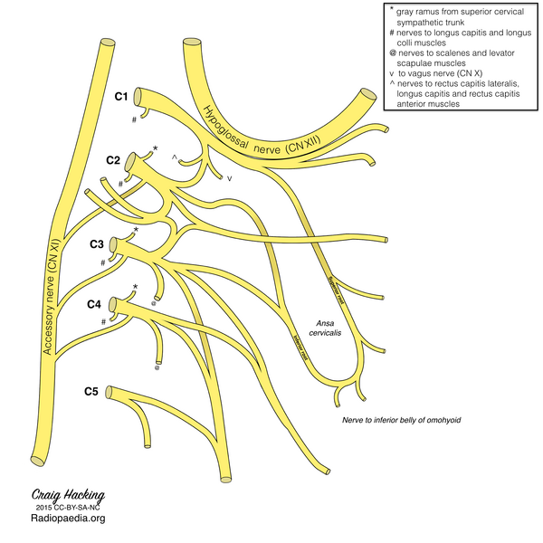 File:Cervical plexus (diagram) (Radiopaedia 37804-39723 I 1).png