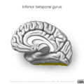 Neuroanatomy- medial cortex (diagrams) (Radiopaedia 47208-52697 N 5).png