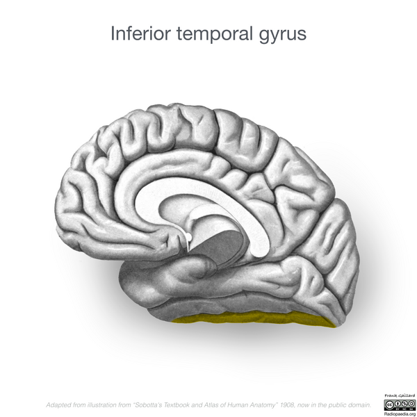 File:Neuroanatomy- medial cortex (diagrams) (Radiopaedia 47208-52697 N 5).png