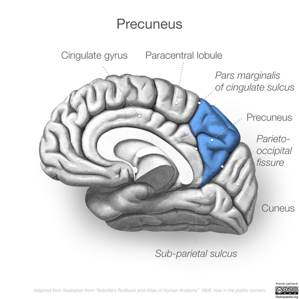 File:Neuroanatomy- medial cortex (diagrams) (Radiopaedia 47208-52697 Precuneus 1).png