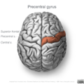 Neuroanatomy- superior cortex (diagrams) (Radiopaedia 59317-66670 Precentral gyrus 3).png