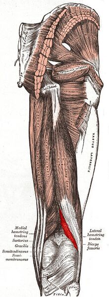 File:Biceps femoris muscle - Gray's anatomy illustration (Radiopaedia 36333-37888 B 1).jpg