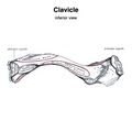 Clavicle - muscle attachments (Gray's illustration) (Radiopaedia 83062-97427 B 1).jpeg