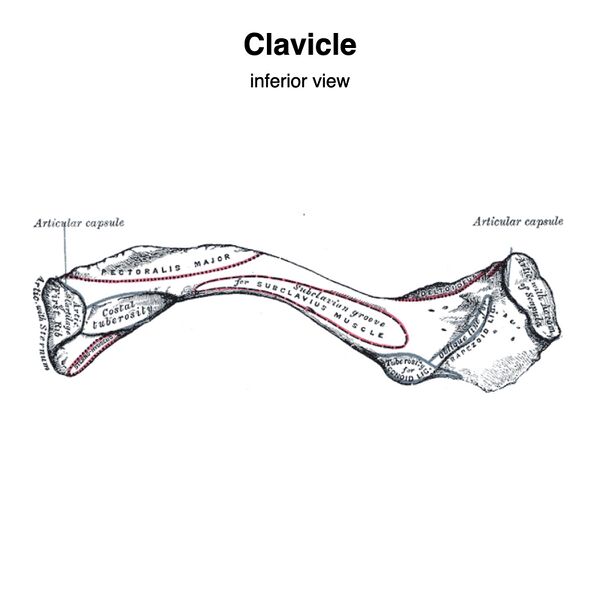 File:Clavicle - muscle attachments (Gray's illustration) (Radiopaedia 83062-97427 B 1).jpeg
