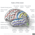 Neuroanatomy- lateral cortex (diagrams) (Radiopaedia 46670-51201 Brain 3).png