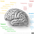 Neuroanatomy- lateral cortex (diagrams) (Radiopaedia 46670-51313 Gyri 2).png