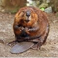 American beaver (photo) (Radiopaedia 76518).jpg