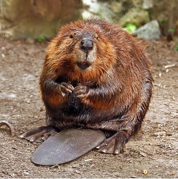 File:American beaver (photo) (Radiopaedia 76518).jpg