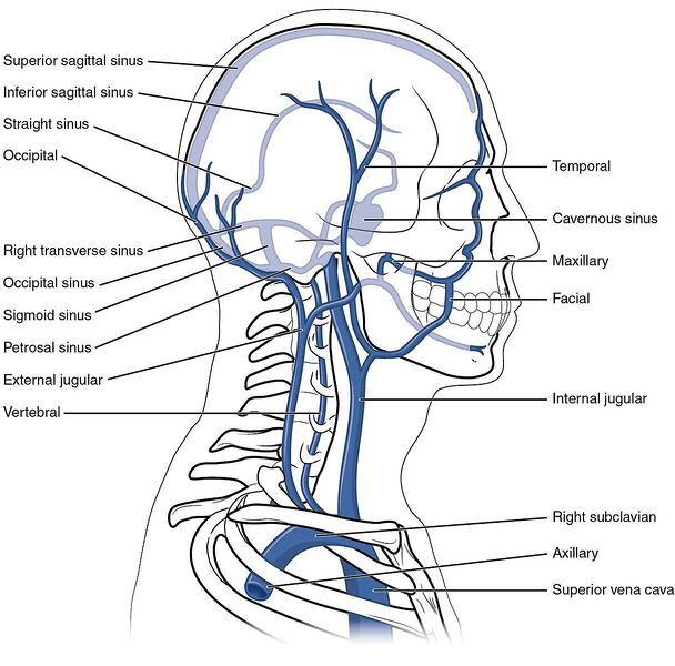 File:Head and neck veins- illustration (Radiopaedia 45547).jpg